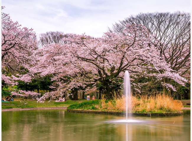 парк Синдзюку Гёэн